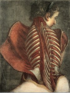 背部的肌肉在女性中 作者 戈蒂埃·达古蒂之后